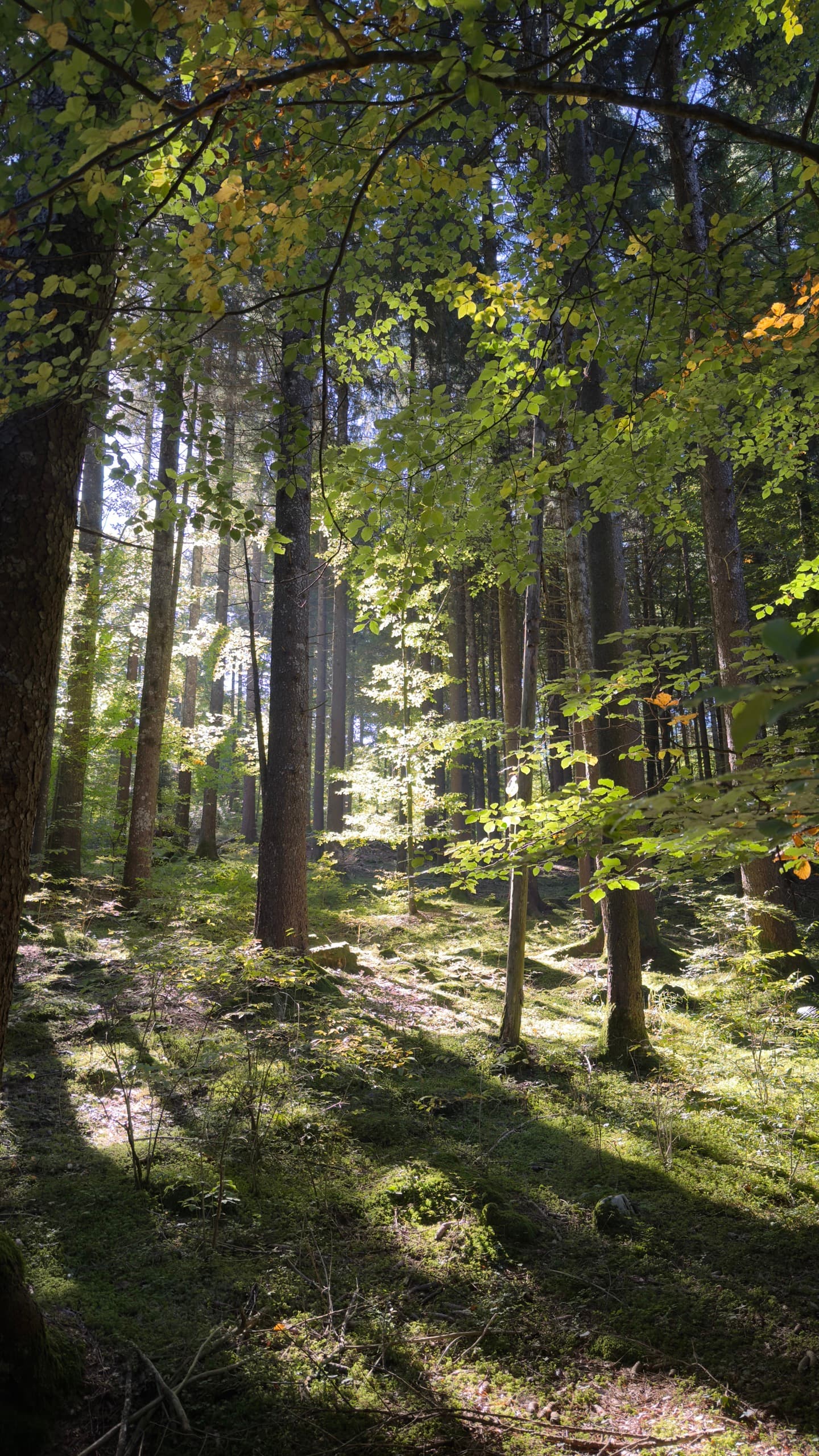 FindFungi banner